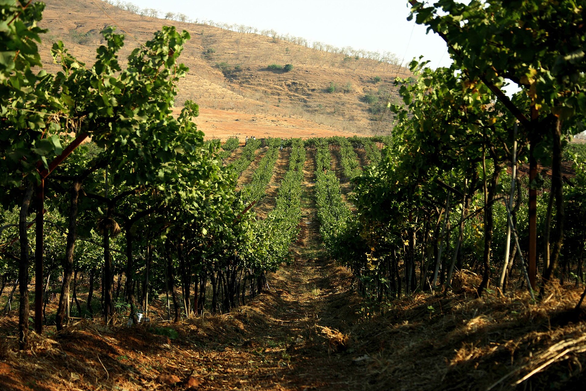 The Sula estate vineyards at Nashik
