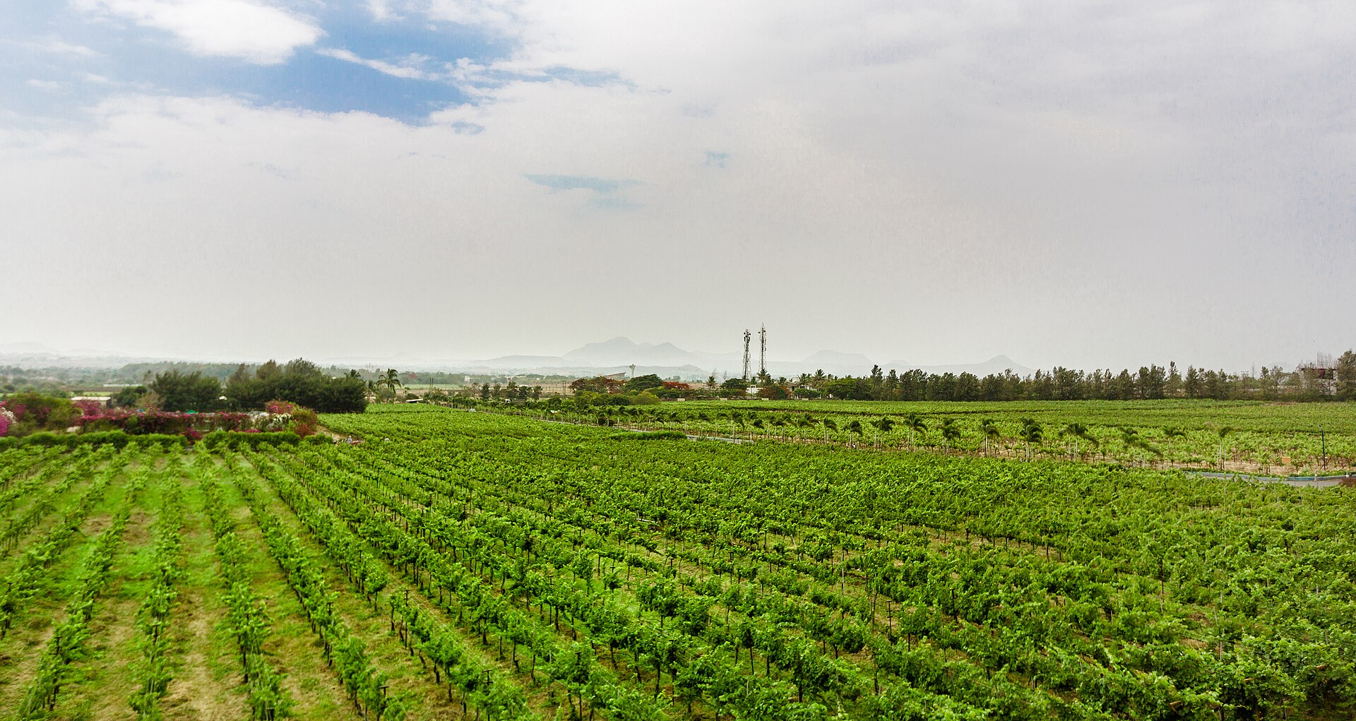 Sula grape vineyard, Nashik