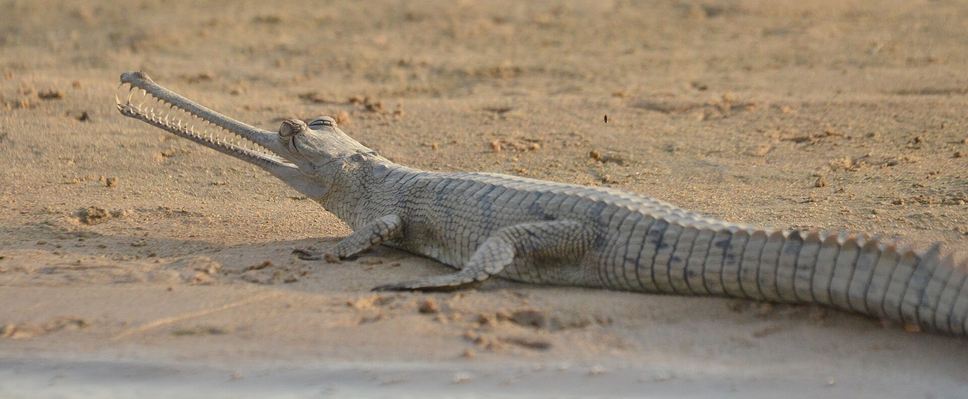 A gharial in the National Chambal Sanctuary
