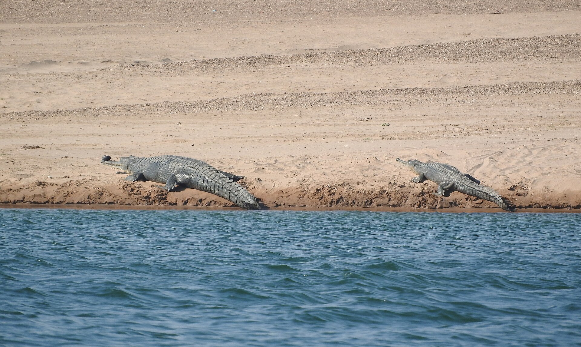 A pair of gharial on a Chambal sandbar