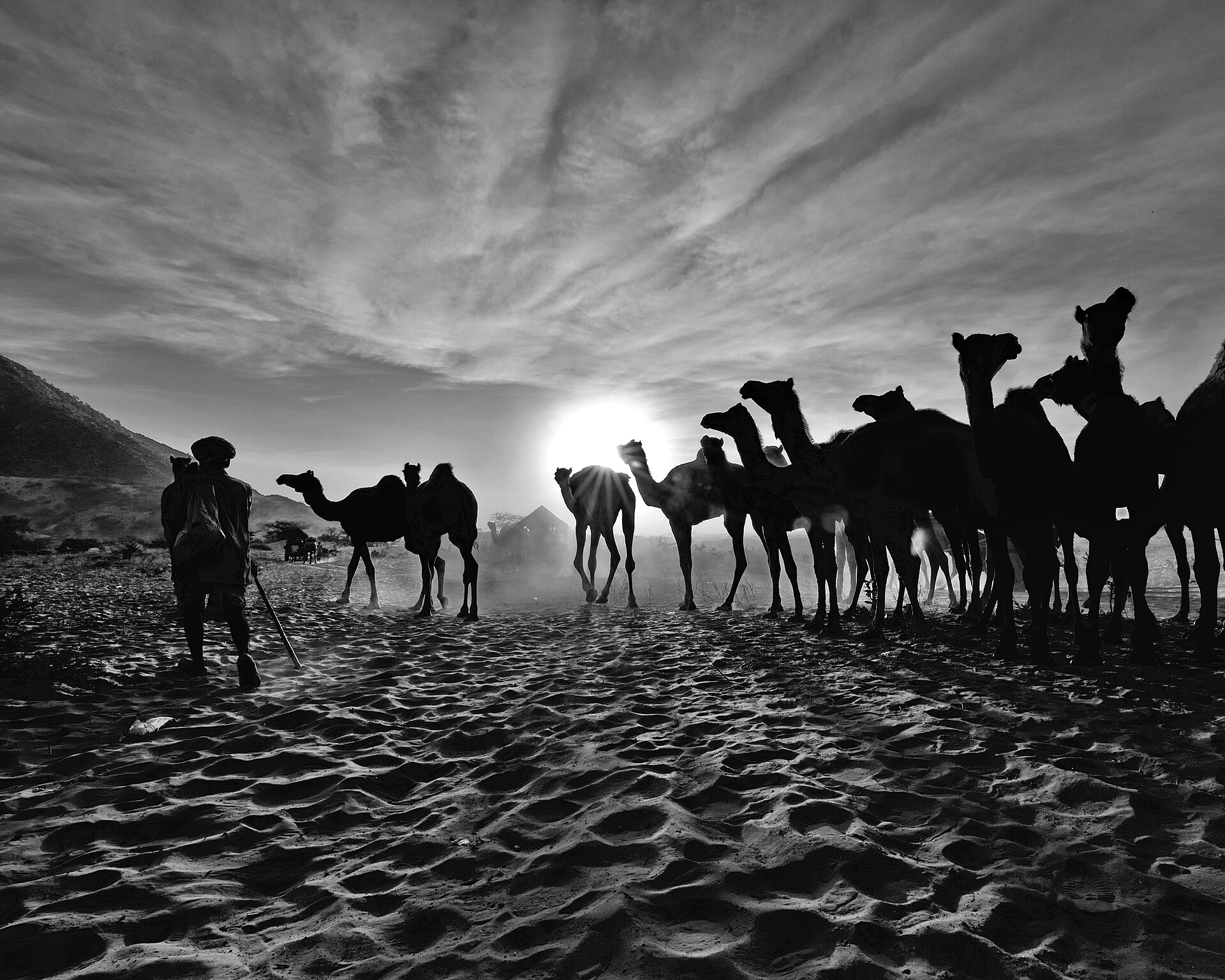 Decorated camels at the Pushkar fairground
