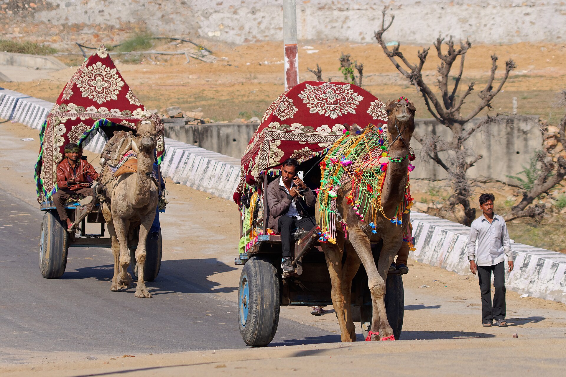 Camel-drawn carts at Pushkar