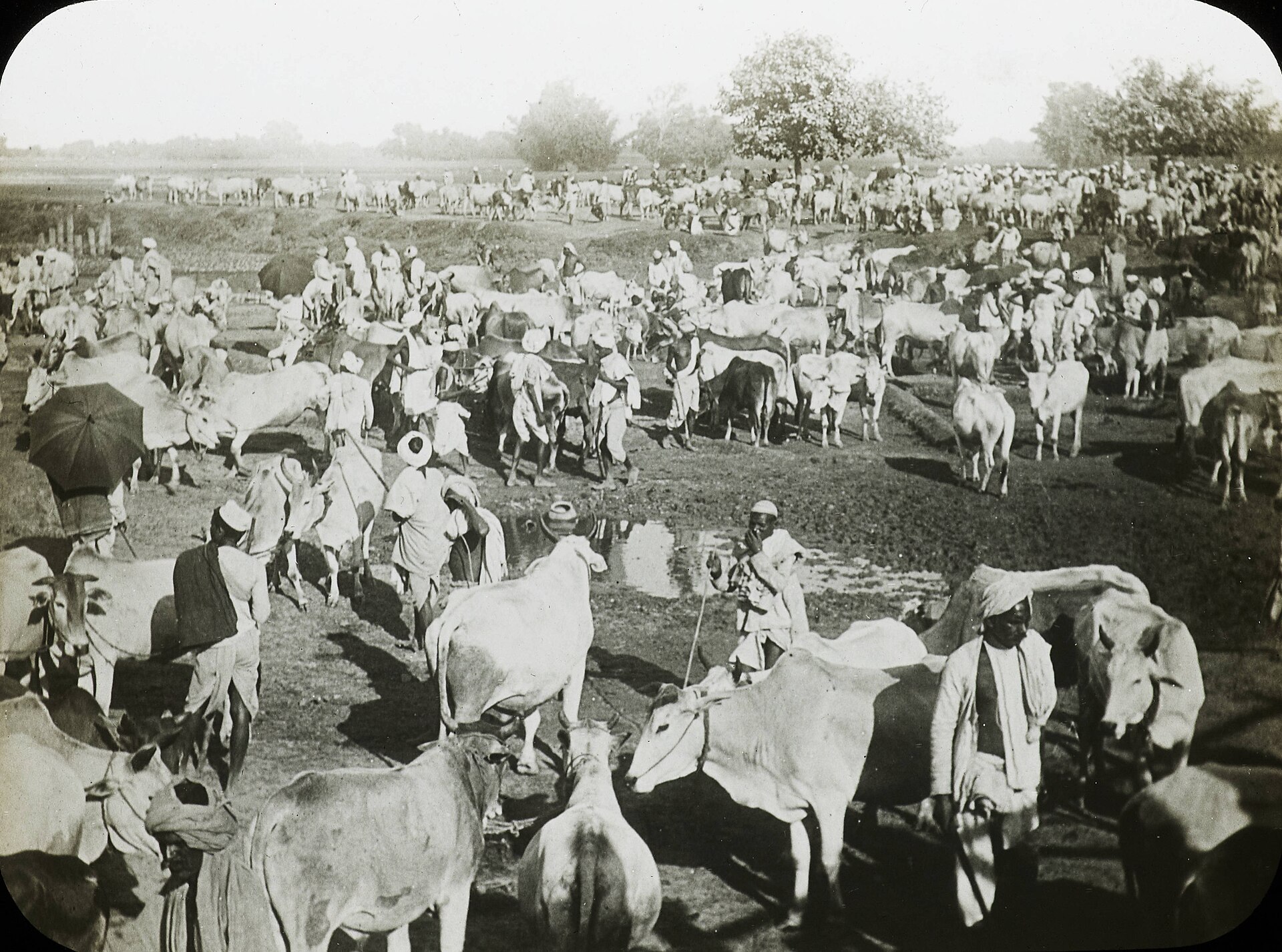 The Sonepur cattle fair, 1913