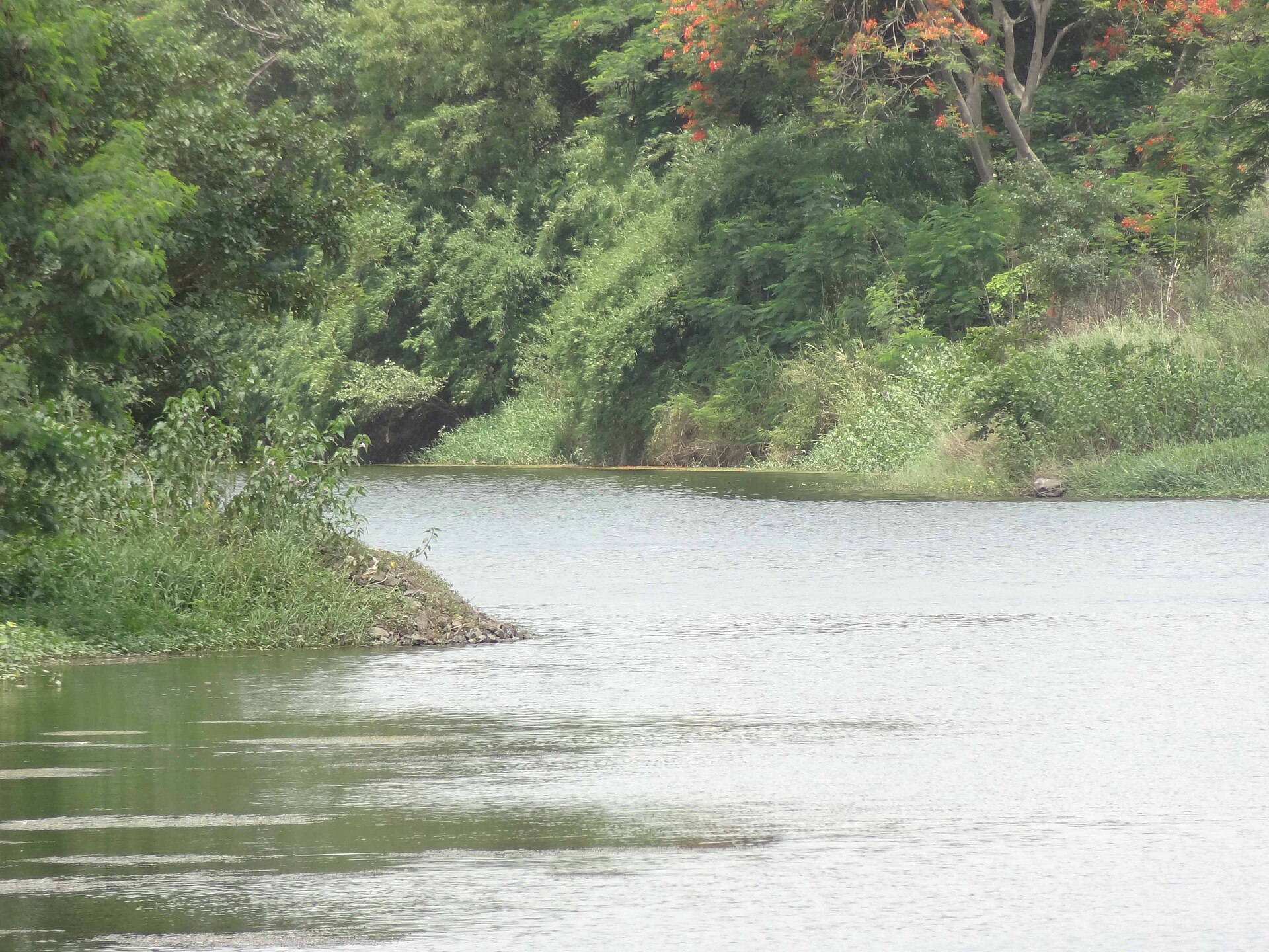 The Godavari river flowing through Nashik